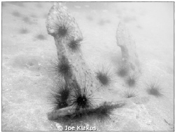 MV Union Star 17 (AKA Sugar Wreck) Anchor, Lying at 17m s... by Joe Klakus 